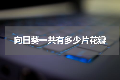 向日葵一共有多少片花瓣