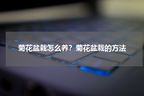 菊花盆栽怎么养？菊花盆栽的方法