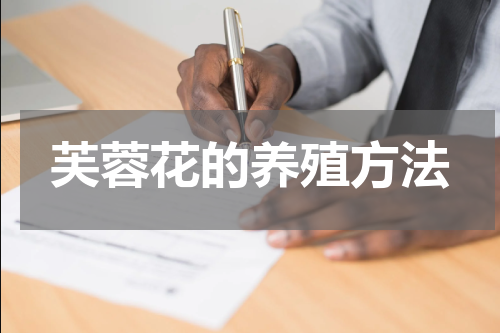 芙蓉花的养殖方法