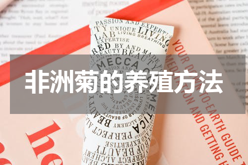 非洲菊的养殖方法