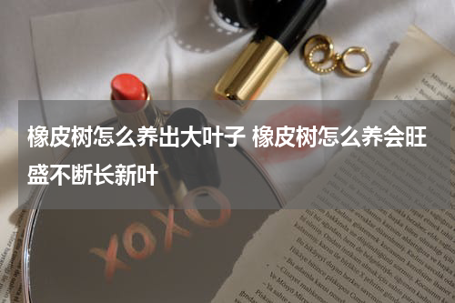 橡皮树怎么养出大叶子 橡皮树怎么养会旺盛不断长新叶