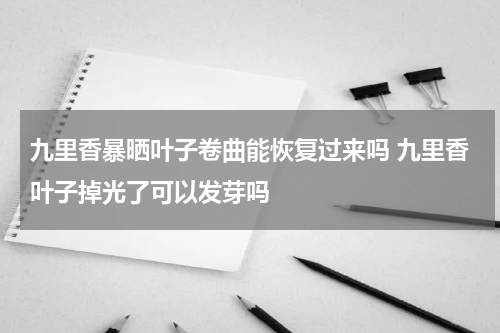 九里香暴晒叶子卷曲能恢复过来吗 九里香叶子掉光了可以发芽吗