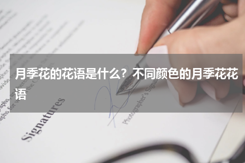 月季花的花语是什么？不同颜色的月季花花语
