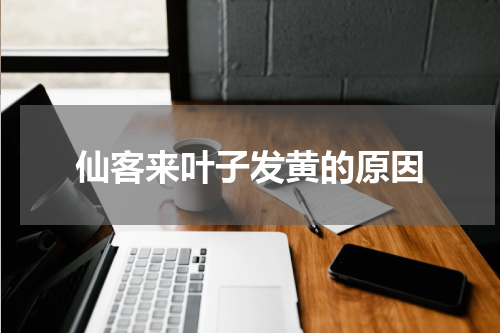 仙客来叶子发黄的原因