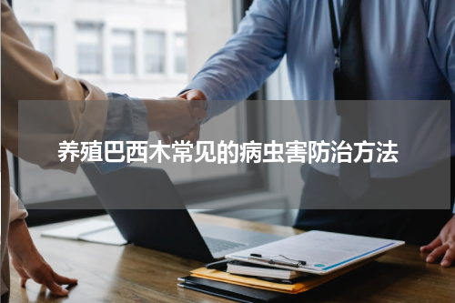养殖巴西木常见的病虫害防治方法