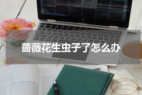 蔷薇花生虫子了怎么办