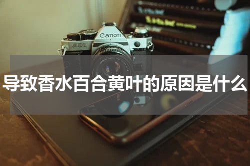 导致香水百合黄叶的原因是什么