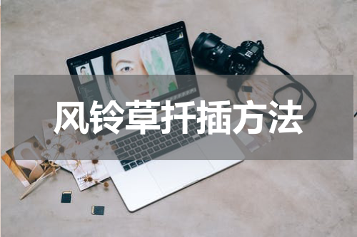 风铃草扦插方法