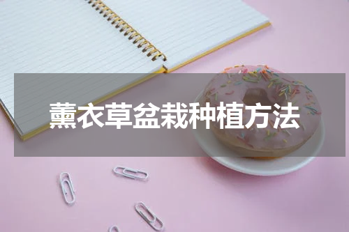 薰衣草盆栽种植方法