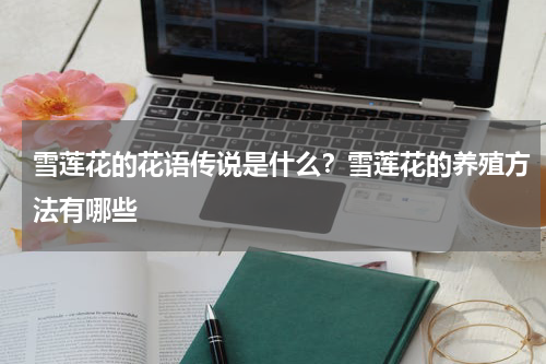 雪莲花的花语传说是什么？雪莲花的养殖方法有哪些