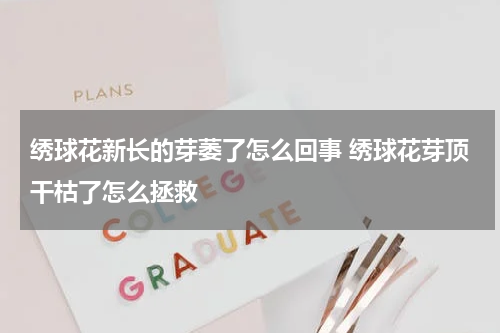 绣球花新长的芽萎了怎么回事 绣球花芽顶干枯了怎么拯救