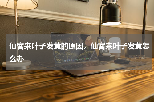 仙客来叶子发黄的原因，仙客来叶子发黄怎么办