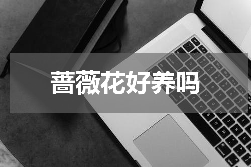 蔷薇花好养吗