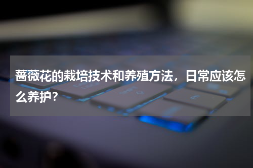 蔷薇花的栽培技术和养殖方法，日常应该怎么养护？
