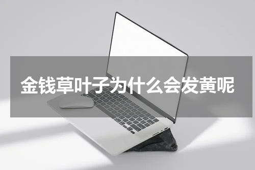 金钱草叶子为什么会发黄呢