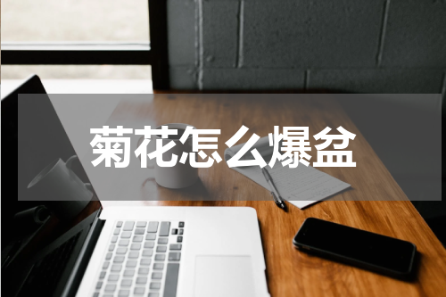 菊花怎么爆盆