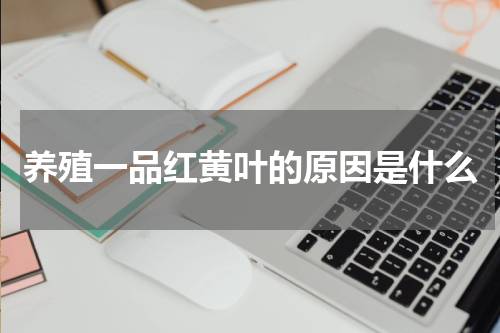 养殖一品红黄叶的原因是什么