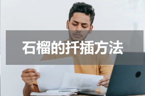 石榴的扦插方法
