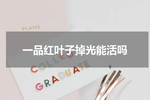 一品红叶子掉光能活吗