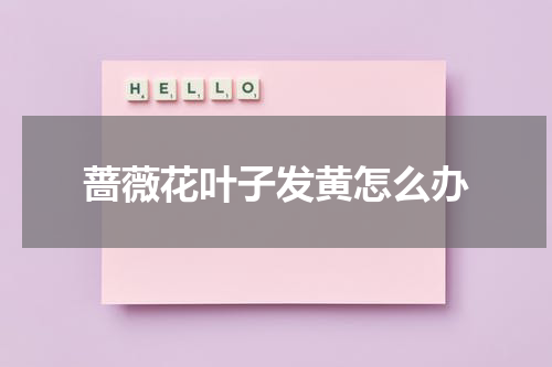蔷薇花叶子发黄怎么办