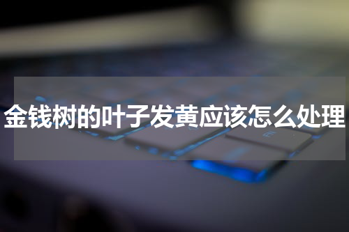 金钱树的叶子发黄应该怎么处理