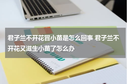 君子兰不开花冒小苗是怎么回事 君子兰不开花又滋生小苗了怎么办