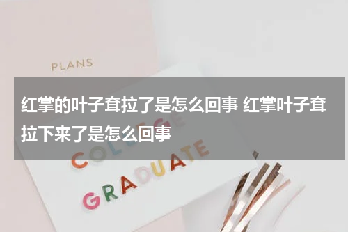 红掌的叶子耷拉了是怎么回事 红掌叶子耷拉下来了是怎么回事