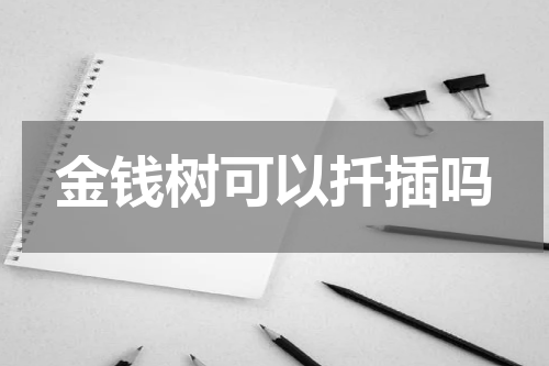 金钱树可以扦插吗