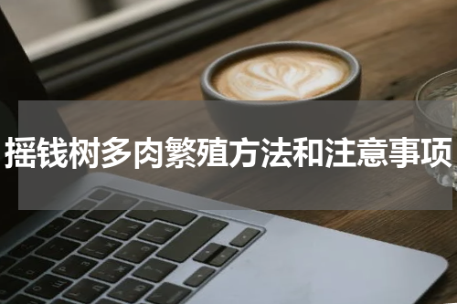 摇钱树多肉繁殖方法和注意事项