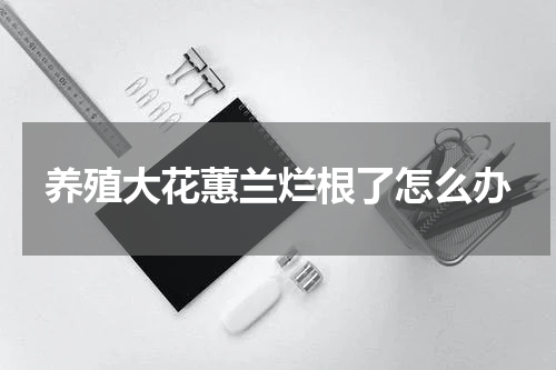 养殖大花蕙兰烂根了怎么办