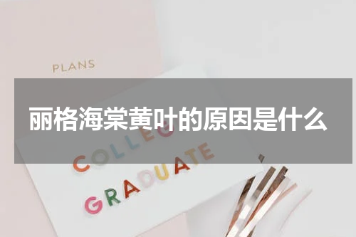 丽格海棠黄叶的原因是什么