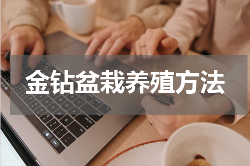 金钻盆栽养殖方法