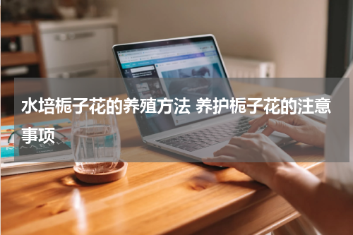 水培栀子花的养殖方法 养护栀子花的注意事项