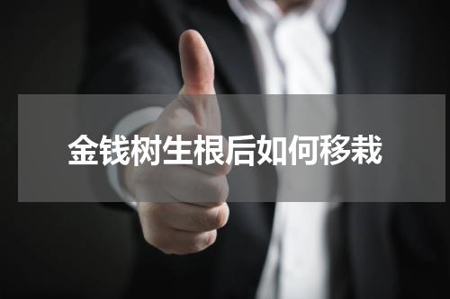 金钱树生根后如何移栽
