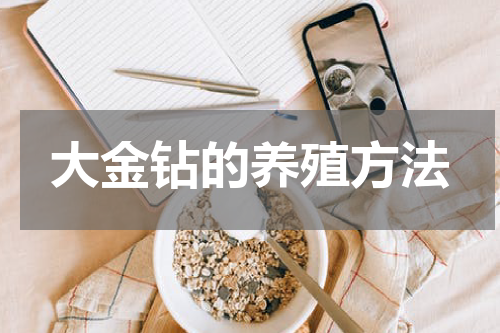 大金钻的养殖方法