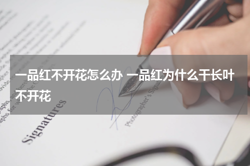 一品红不开花怎么办 一品红为什么干长叶不开花