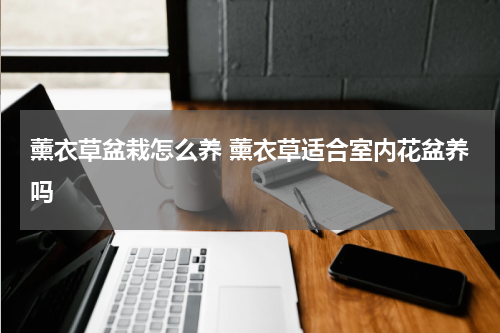 薰衣草盆栽怎么养 薰衣草适合室内花盆养吗