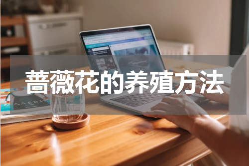 蔷薇花的养殖方法