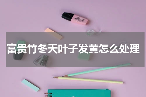 富贵竹冬天叶子发黄怎么处理