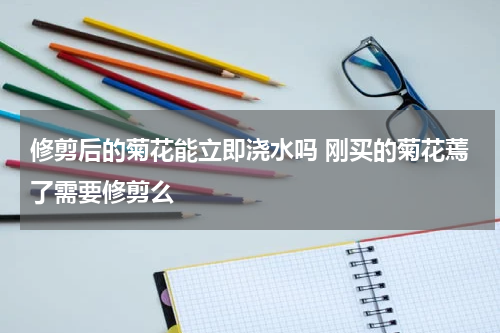 修剪后的菊花能立即浇水吗 刚买的菊花蔫了需要修剪么