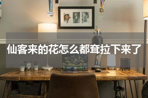 仙客来的花怎么都耷拉下来了