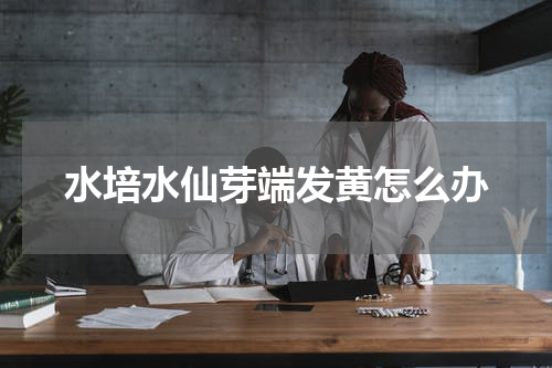 水培水仙芽端发黄怎么办