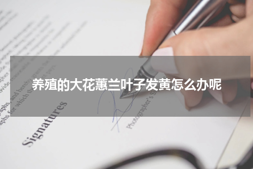 养殖的大花蕙兰叶子发黄怎么办呢