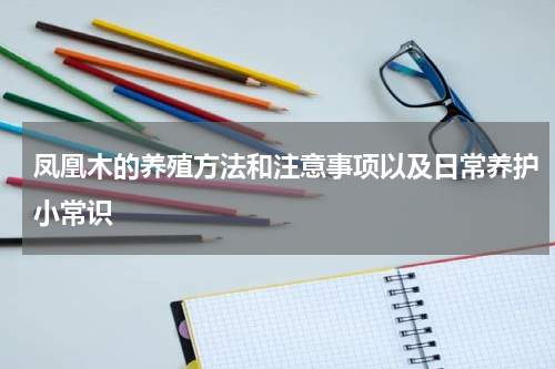 凤凰木的养殖方法和注意事项以及日常养护小常识