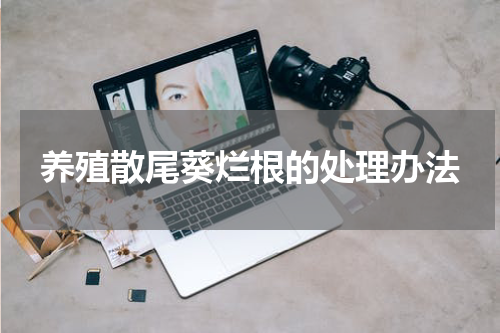 养殖散尾葵烂根的处理办法