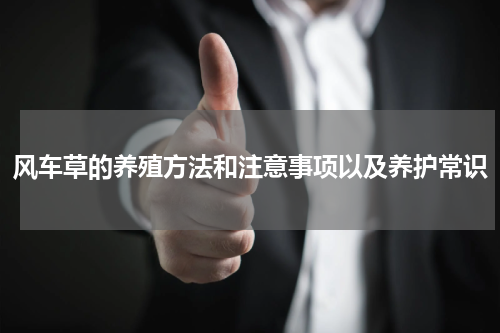 风车草的养殖方法和注意事项以及养护常识