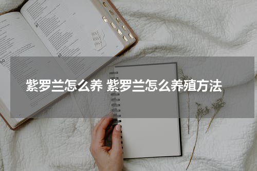 紫罗兰怎么养 紫罗兰怎么养殖方法