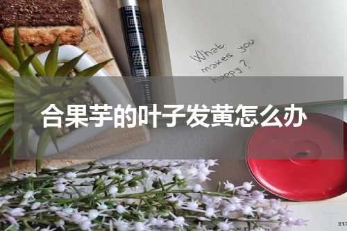 合果芋的叶子发黄怎么办
