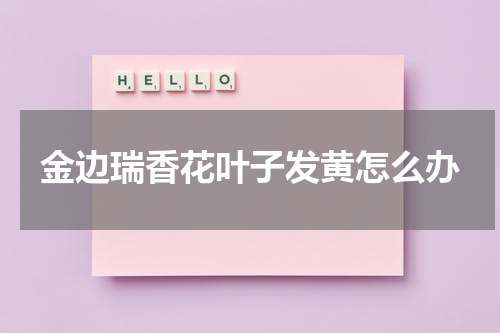 金边瑞香花叶子发黄怎么办