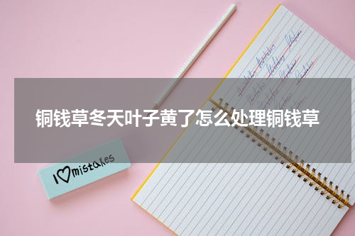 铜钱草冬天叶子黄了怎么处理铜钱草